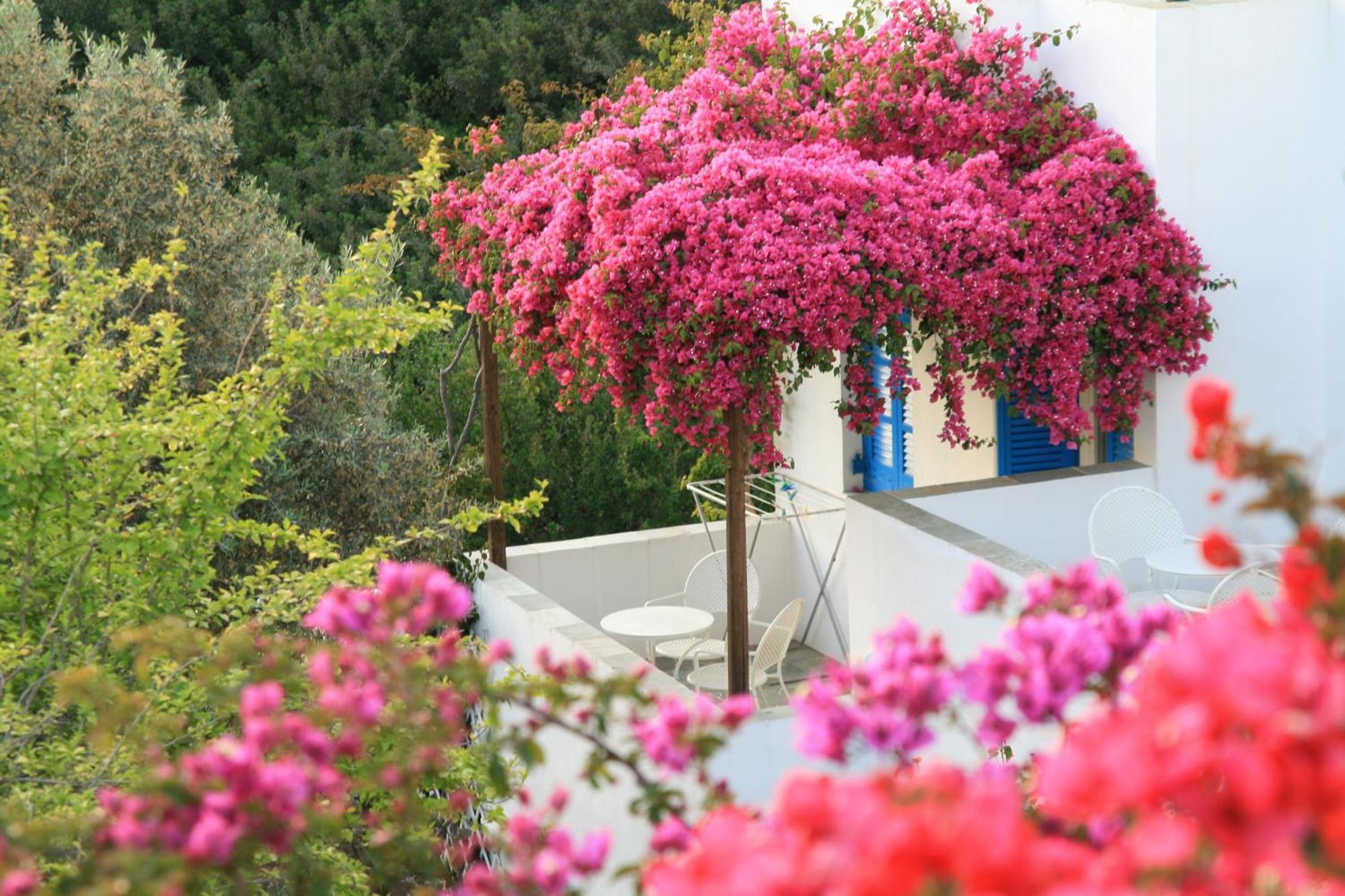 Alexandros Hotel Platis Gialos  Екстер'єр фото